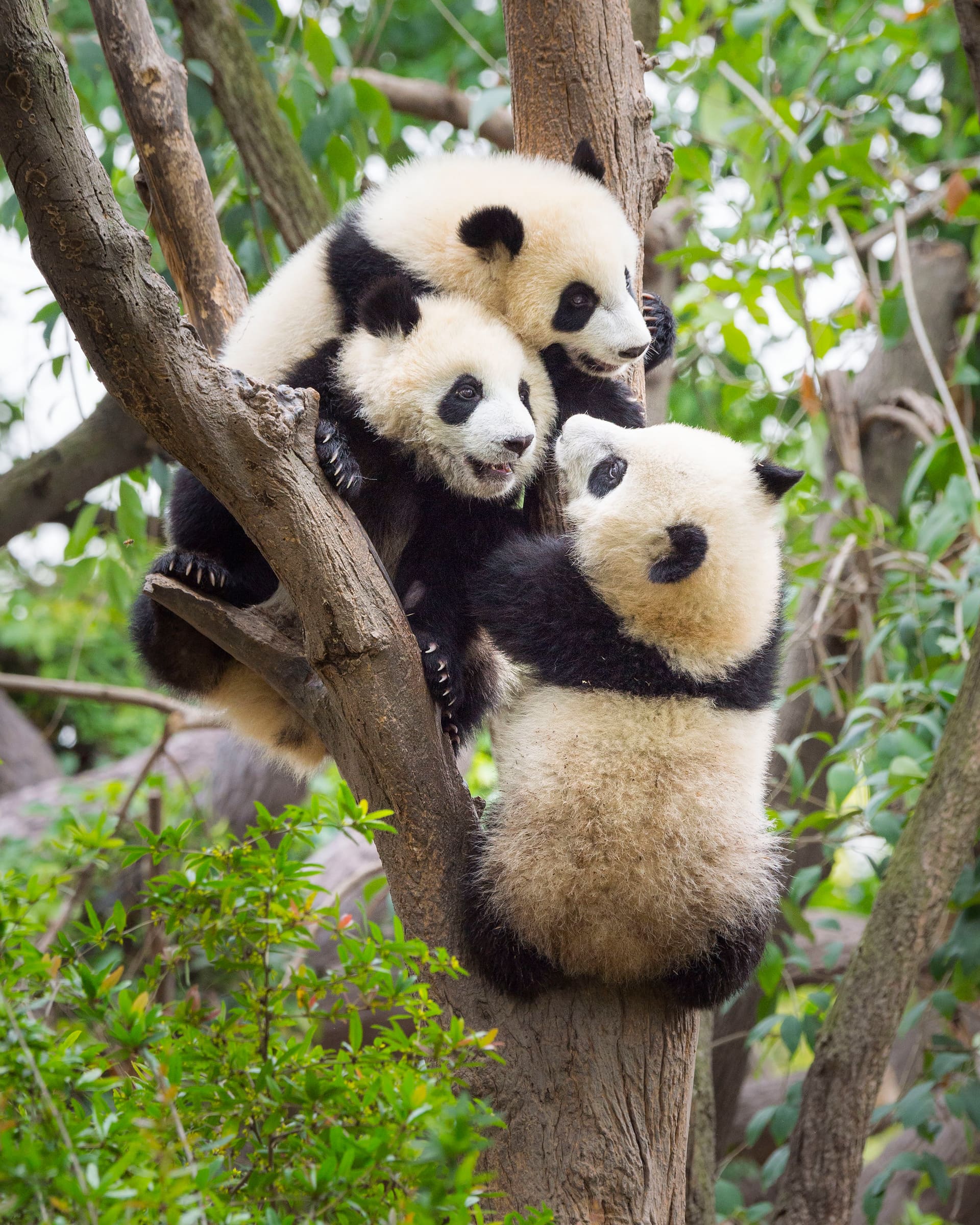 Tierlexikon: Kleine Pandas - [GEOLINO]