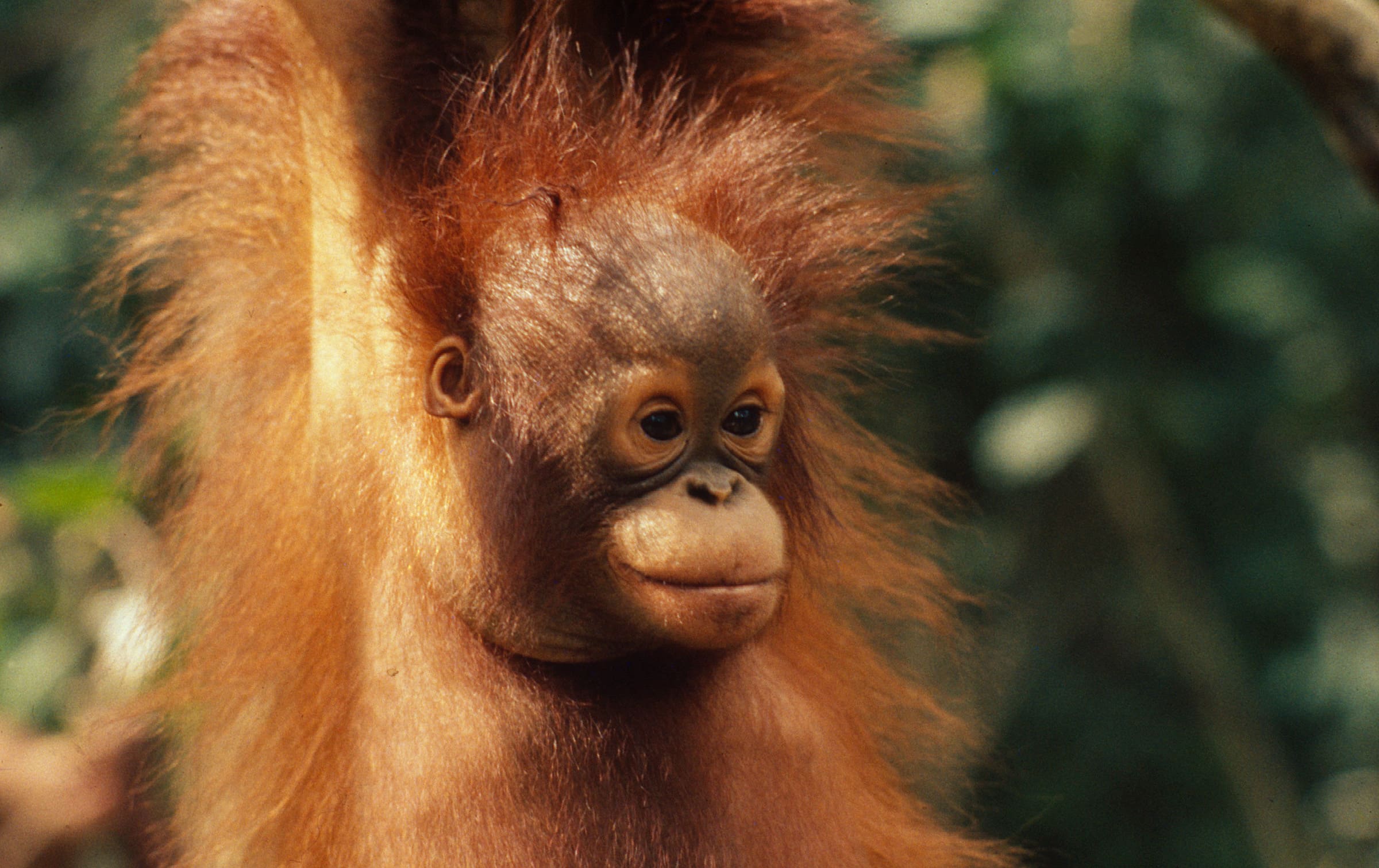 Quiz f r  Kinder ber Orang Utans WWF Panda Club