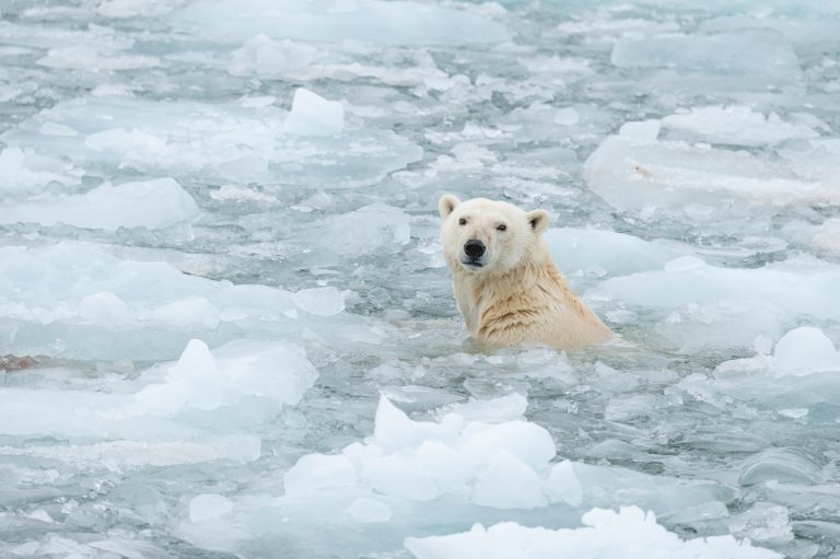 Eisbär im Eiswasser