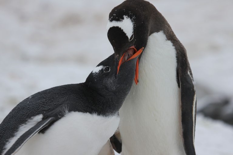 Tierlexikon: Pinguin – WWF Panda Club