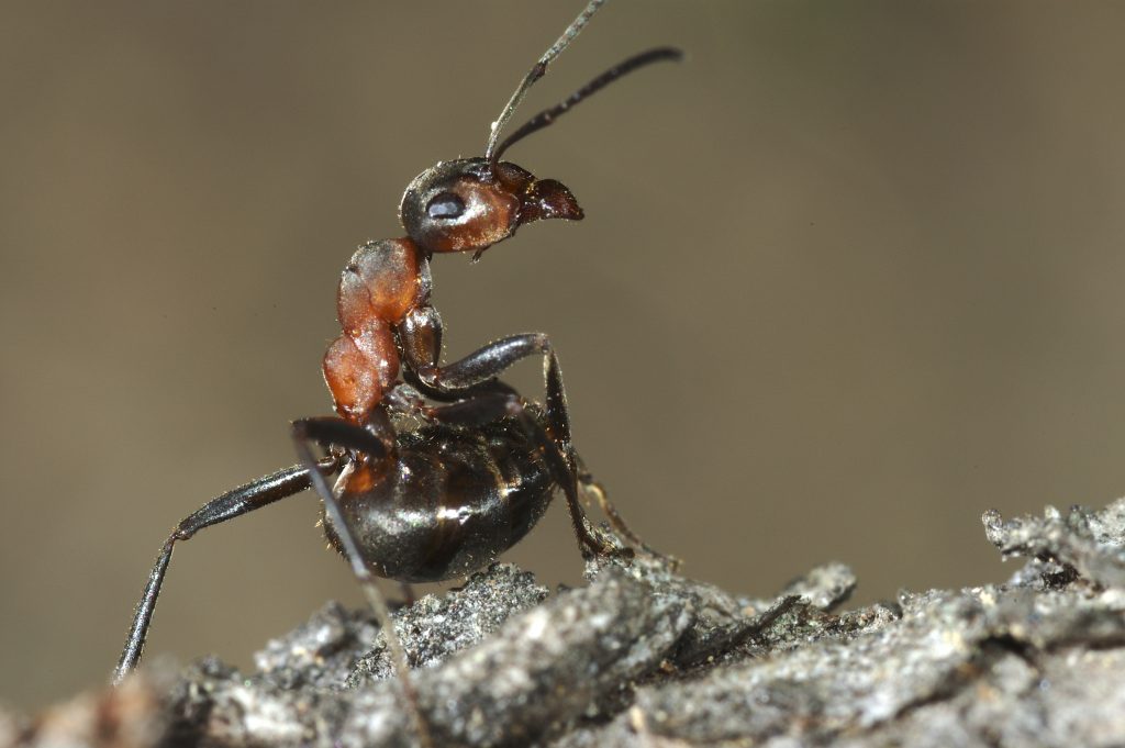 Formiche Rosse: caratteristiche, habitat e curiosità