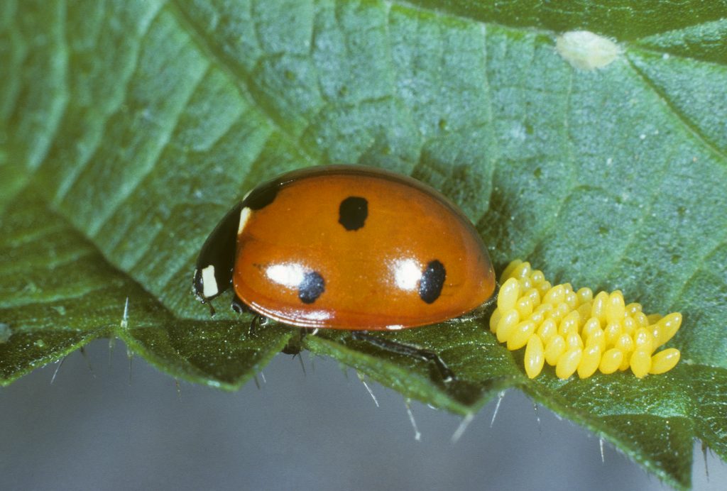 Enciclopedia degli animali la coccinella comune WWF Panda Club