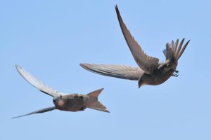 Embouteillage d'oiseaux migrateurs dans le ciel suisse