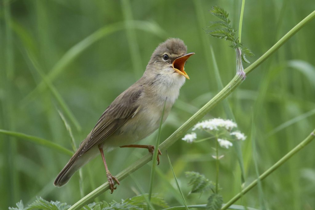 Embouteillage d'oiseaux migrateurs dans le ciel suisse