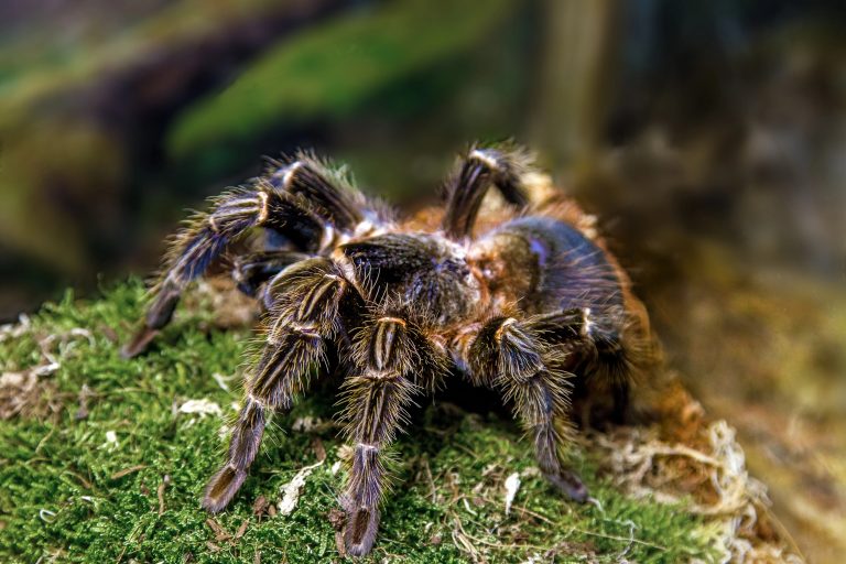 Une mygale de Leblond (ou mygale Goliath ou mygale mangeuse d'oiseaux)