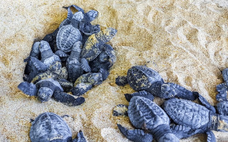 Junge Meeresschildkröten graben sich aus dem Sand