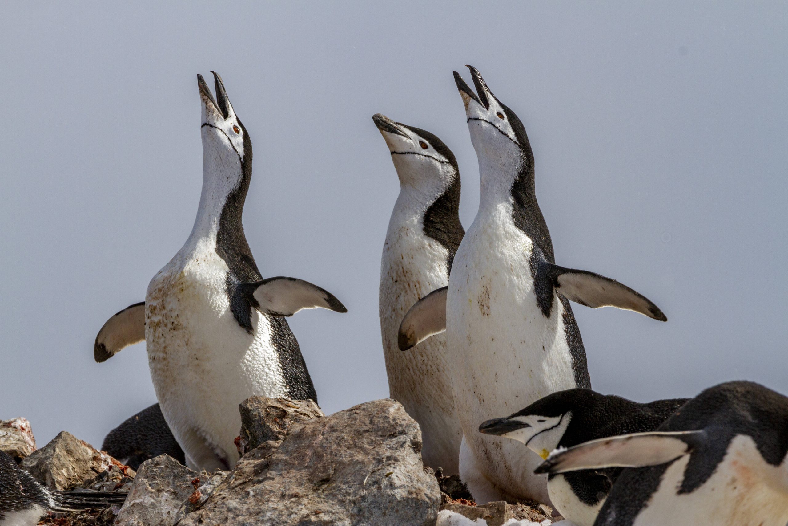 Zügelpinguine